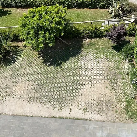 Agave 3*
